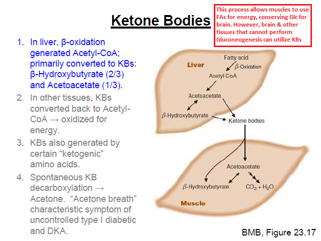 ketone bodies ketogenic diet